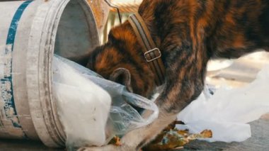 Yalnız evsiz köpek Gıda paketleri ve gıda dinlenirken çamur çöp bidonunda arıyor