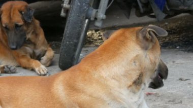 Köpekler şehrin sokaklarında dinlenme