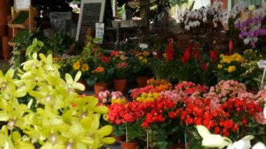 Çeşitli güzel çiçekler tencere Botanik Bahçesi veya bir depo raflar