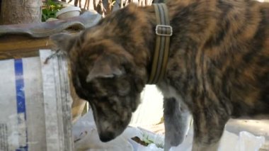 Anavatan kaplan renkli köpek sokakta çöp yiyecek arıyor. Sokak hayvanları sorunu