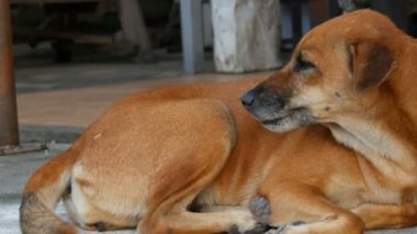 Yalnız bir köpeğin üstüne şehir sokak