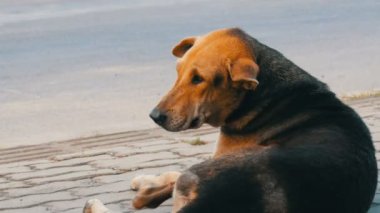 Evsiz kahverengi-siyah köpek Tayland sokakta yatıyor.