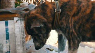 Yalnız evsiz köpek Gıda paketleri ve gıda dinlenirken çamur çöp bidonunda arıyor