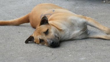 Köpekler şehrin sokaklarında dinlenme