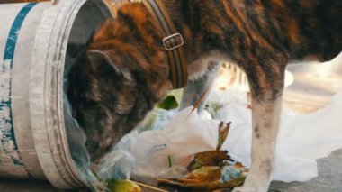 Yalnız evsiz köpek Gıda paketleri ve gıda dinlenirken çamur çöp bidonunda arıyor