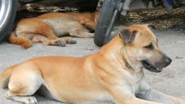Köpekler şehrin sokaklarında dinlenme