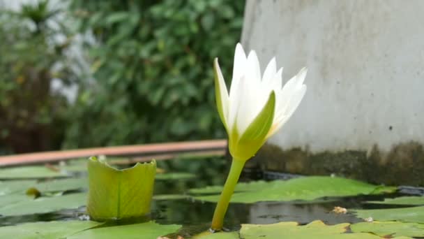Декоративная садовая лилия в искусственном пруду. Красивый белый декоративный цветок в небольшом искусственном водохранилище — стоковое видео