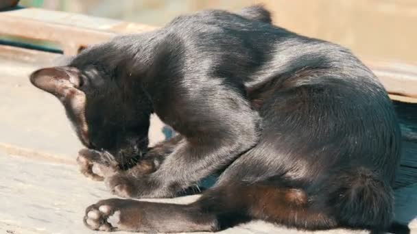 Katze von schöner ungewöhnlicher schwarzer Farbe auf der Straße unter den Sonnenstrahlen gewaschen — Stockvideo