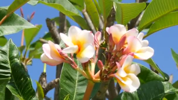 Mooie witte tropische bloemen op boom. Toppen van bloemen groeien aan een boom in warm Thailand — Stockvideo