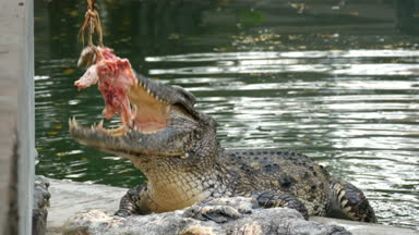 Timsah avına eziyet. Bir timsah eti bir ip üzerinde yemek. Predator tutsak