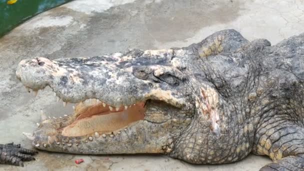 O crocodilo jaz de boca aberta. Fazenda de crocodilos em Pattaya, Tailândia — Vídeo de Stock