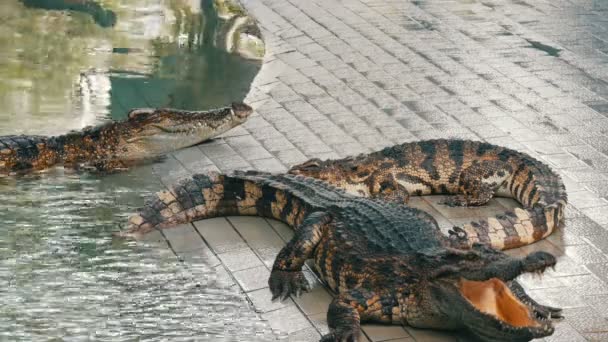 泰国芭堤雅的鳄鱼养殖场。鳄鱼休息 — 图库视频影像