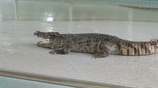 Grote volwassen krokodillen op krokodillenboerderij. Krokodillen liggen in een pool voor de voorstelling. — Stockvideo