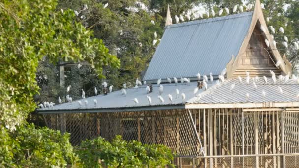 Veel witte meeuwen zitten op het dak van een gebouw in Japanse stijl. Meeuwen zitten op de draden, huis dak bomen — Stockvideo