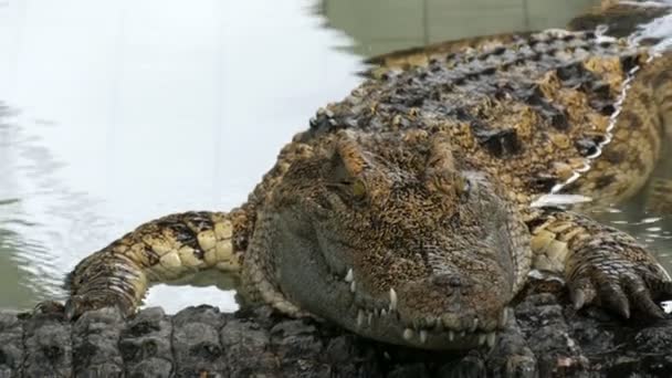 Große ausgewachsene Krokodile auf Krokodilfarm. Krokodile liegen vor der Vorstellung in einem Pool. — Stockvideo