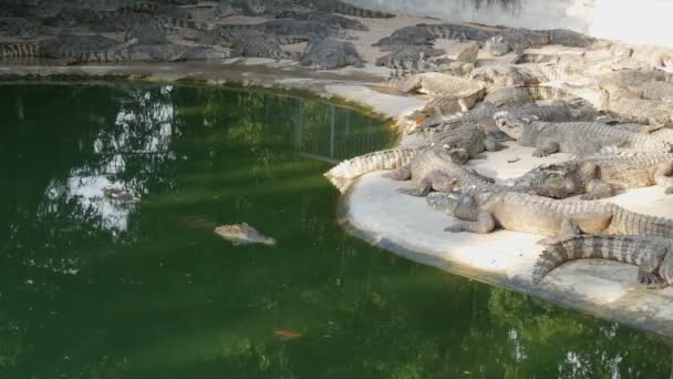Большое количество крупных крокодилов отдыхают на берегу озера — стоковое видео
