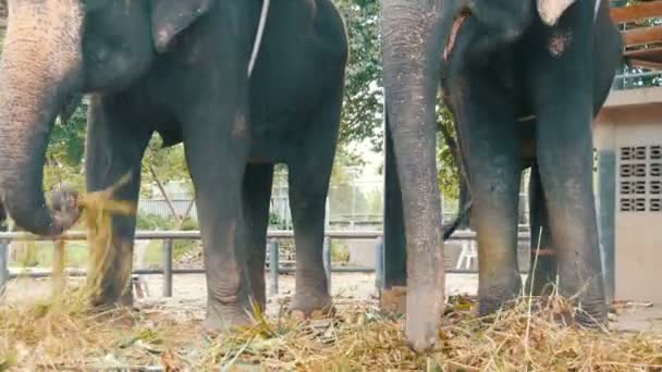 Прикованный к земле цепью слона, поедающего траву с хоботом — стоковое видео