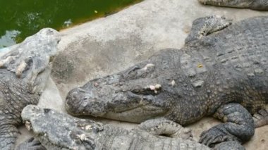 Timsahlar tembel esaret altında yalan. Timsah çiftliği Pattaya, Tayland