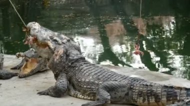 Timsah avına eziyet. Bir timsah bir ip üzerinde et yiyor. Predator tutsak