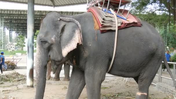 Chained to the ground Indian elephants with seats for tourists on back — Stock Video