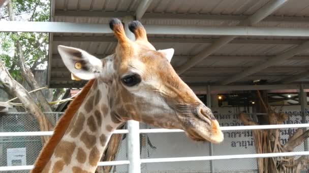 Girafes dans le zoo promenade autour de la volière — Video