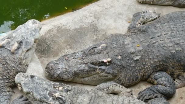 Les crocodiles reposent paresseusement en captivité. Ferme aux crocodiles à Pattaya, Thaïlande — Video