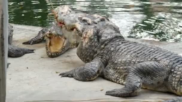 Крокодил мучает свою добычу. Крокодил ест мясо на веревке. Хищник в плену — стоковое видео