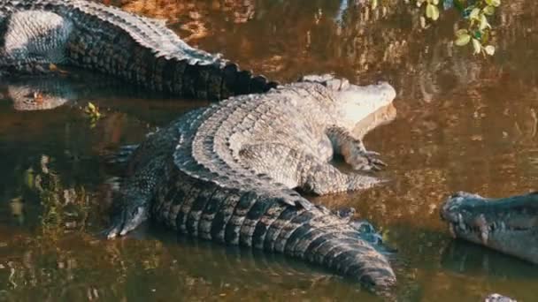 Os crocodilos mentem preguiçosamente no cativeiro. Fazenda de crocodilos em Pattaya, Tailândia — Vídeo de Stock