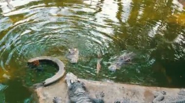 Well-Fed timsah. Timsah eti ile ipe beslemek turistler deneyin.