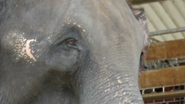 Indische olifant in Thailand, close-up — Stockvideo