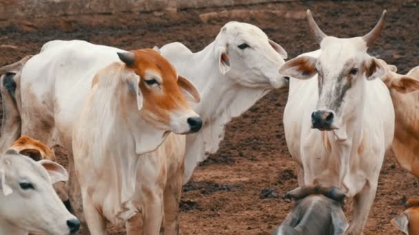Troupeau de vaches thaïlandaises blanches avec de grandes oreilles broutant sur le pâturage dans la boue — Video