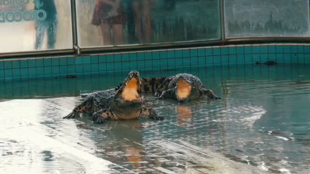 Pattaya, thailand - 30. Dezember 2017: Tiertrainerin zeigt Krokodile. Krokodilfarm pattaya, Thailand. — Stockvideo