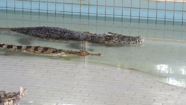 Nagy felnőtt krokodilok a krokodil farm. Krokodilok rejlik előtt az előadás medencével. — Stock videók