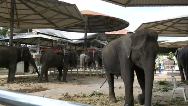 PATTAYA, THAILAND - DECEMBER 30, 2017: Many different indian elephants walk around valery on crocodile farm in Pattaya — Stock Video