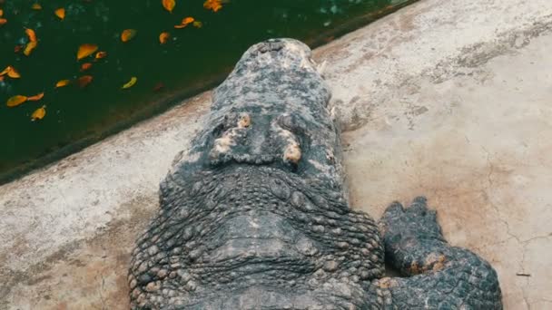 Primer plano de cocodrilo. Vista de cerca de la piel y la porción del cuerpo — Vídeos de Stock