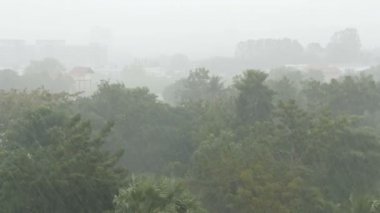 Çok güçlü tropik yağmur duş duvar. Palmiye ağaçları ve yağmur ağaçlarda