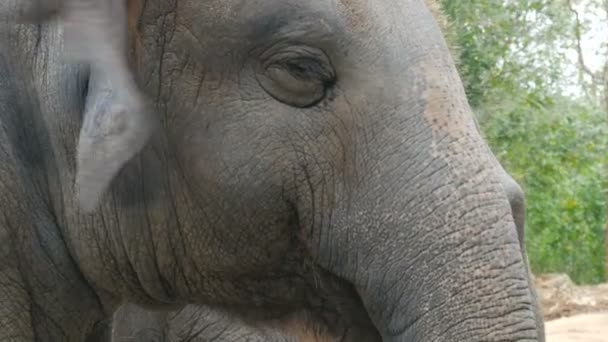 Os elefantes indianos comem grama atrás de uma cerca no zoológico vista de perto — Vídeo de Stock