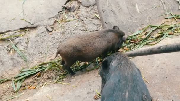 Black hairy boars eat grass on ground — Stock Video