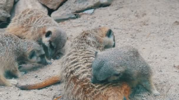 Divertido suricate o suricate cerca de madrigueras en el zoológico — Vídeos de Stock