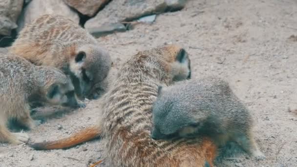 Grappige meerkat of suricate in de buurt van holen in de dierentuin — Stockvideo