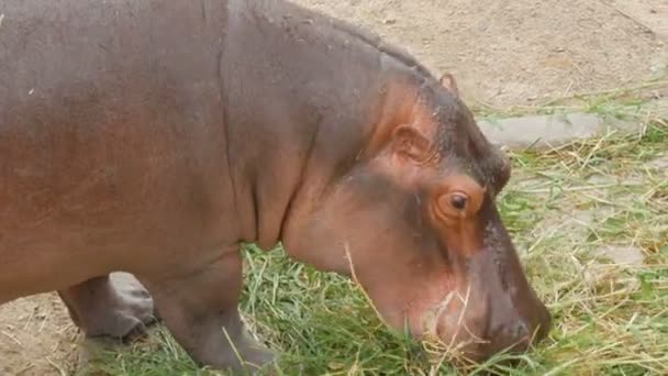 Hipopótamos comen hierba en zoológico — Vídeo de stock