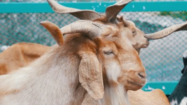 Rebaño de cabras en la explotación caprina — Vídeo de stock