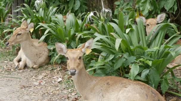 Beaux cerfs assis dans des buissons verts. Cerf à main dans le zoo khao kheo, Pattaya, Thaïlande 