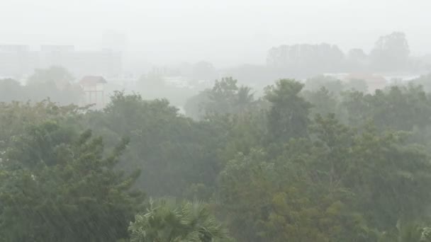非常强烈的热带雨淋墙。雨中的棕榈树和树 — 图库视频影像