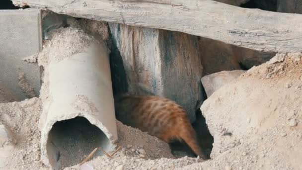 Divertido suricate o suricate cerca de madrigueras en el zoológico — Vídeo de stock