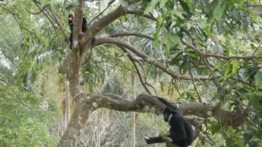 Ağaç dalları binmek siyah jibon