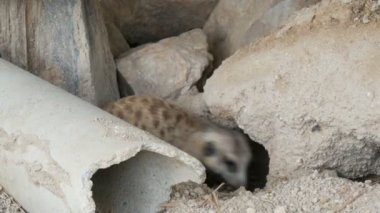 Komik çöl faresi veya suricate burrows Hayvanat Bahçesi yakınındaki
