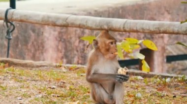 Maymun caddenin üzerinde oturur ve yiyor