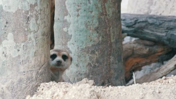 Zabawny meerkat lub suricate w pobliżu nory w zoo — Wideo stockowe