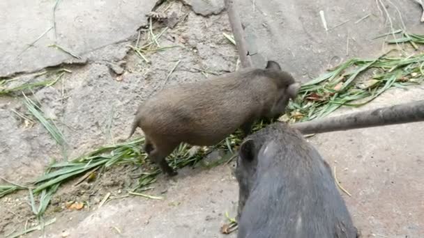 Babi berbulu hitam makan rumput di tanah — Stok Video